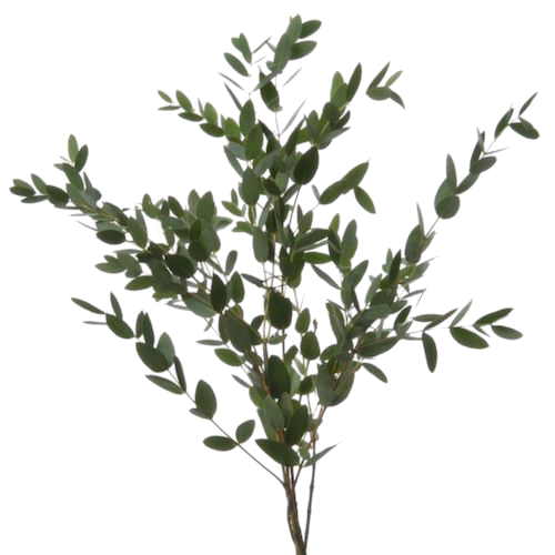 Eucalipto Parvifolia (10 tallos)