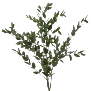 Eucalipto Parvifolia (10 tallos)