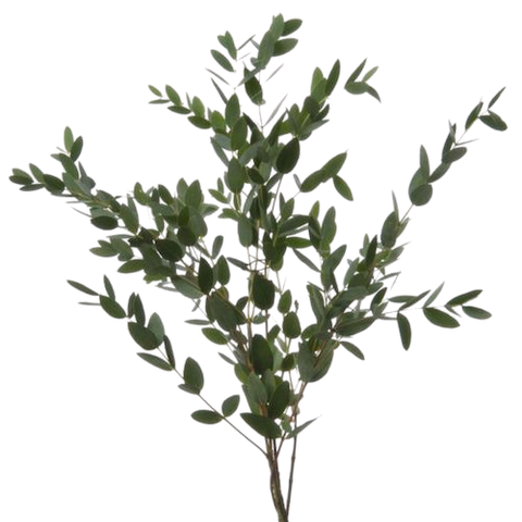 Eucalipto Parvifolia (10 tallos)