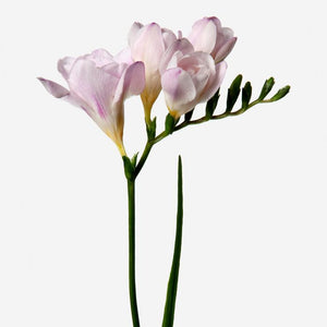 Rosado