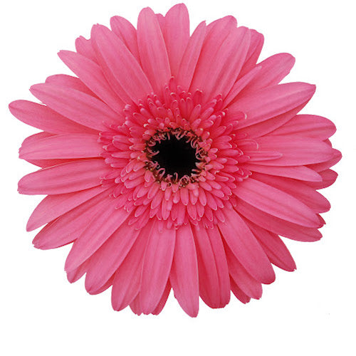 Rosado Fuerte