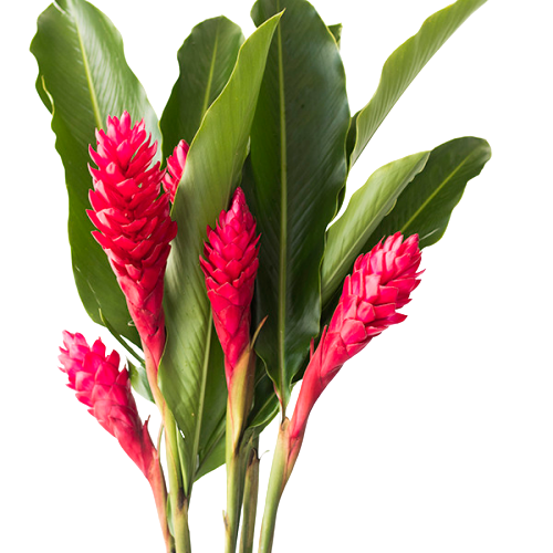 Bouquet ginger rojo (4 tallos)