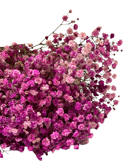 fucsia
