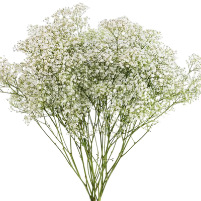 Gipsofilia (250g)