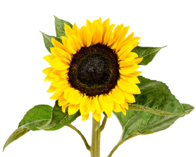 Girasoles Nacionales