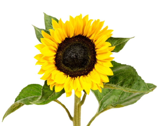 Girasoles Nacionales