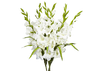 blanca