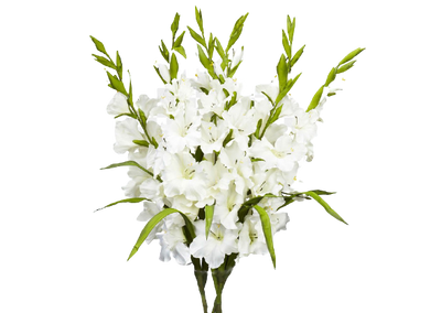 Gladiolas (10 tallos)