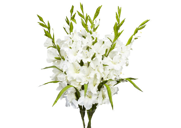 blanca