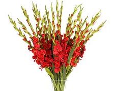 Gladiolas (10 tallos)