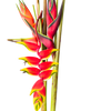 Heliconias (1 tallo)