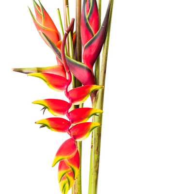 Heliconias (1 tallo)