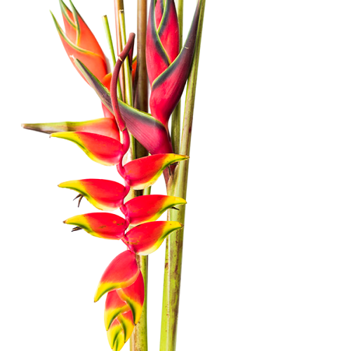 Heliconias (1 tallo)