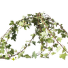 Hiedra (10 tallos)