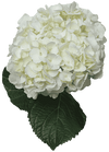 Blanca jumbo