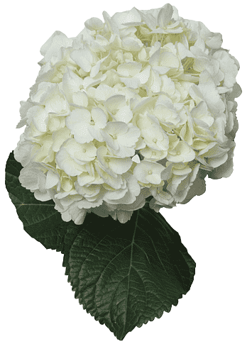 Blanca jumbo