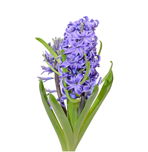Morado