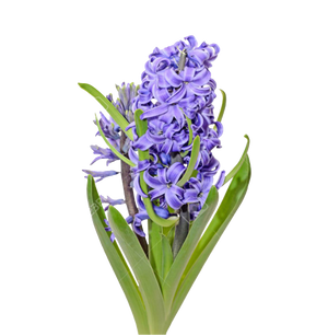 Morado