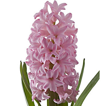Jacintos (5 Tallos)