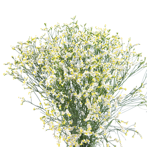 Limonium