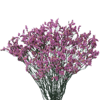 Limonium (10 Tallos)
