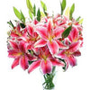 Fucsia