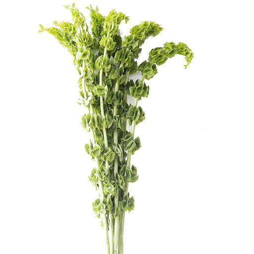 Molucela (10 tallos)
