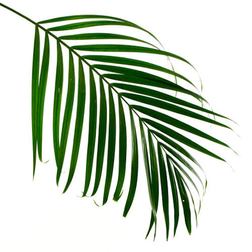 Palma rodeline - Palma Robelina (10 tallos)