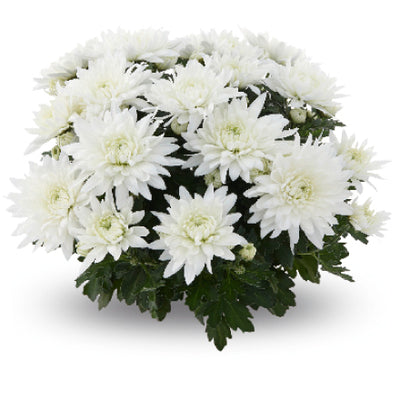 Crisantemos - Pom pom (7 tallos)