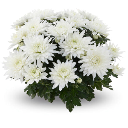 Pompón blanco