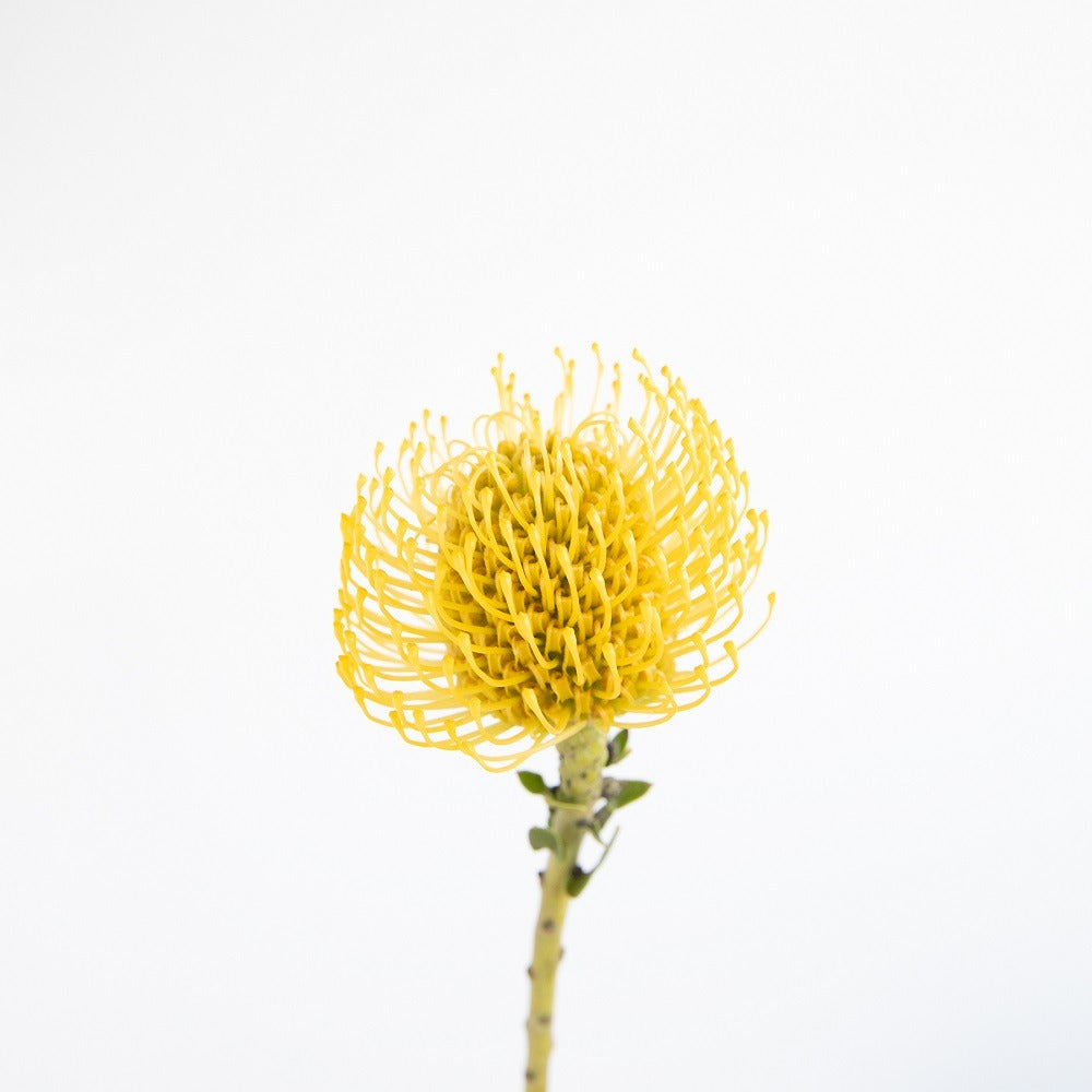 Protea Pincushion