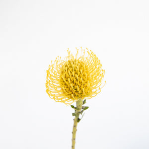 amarilla