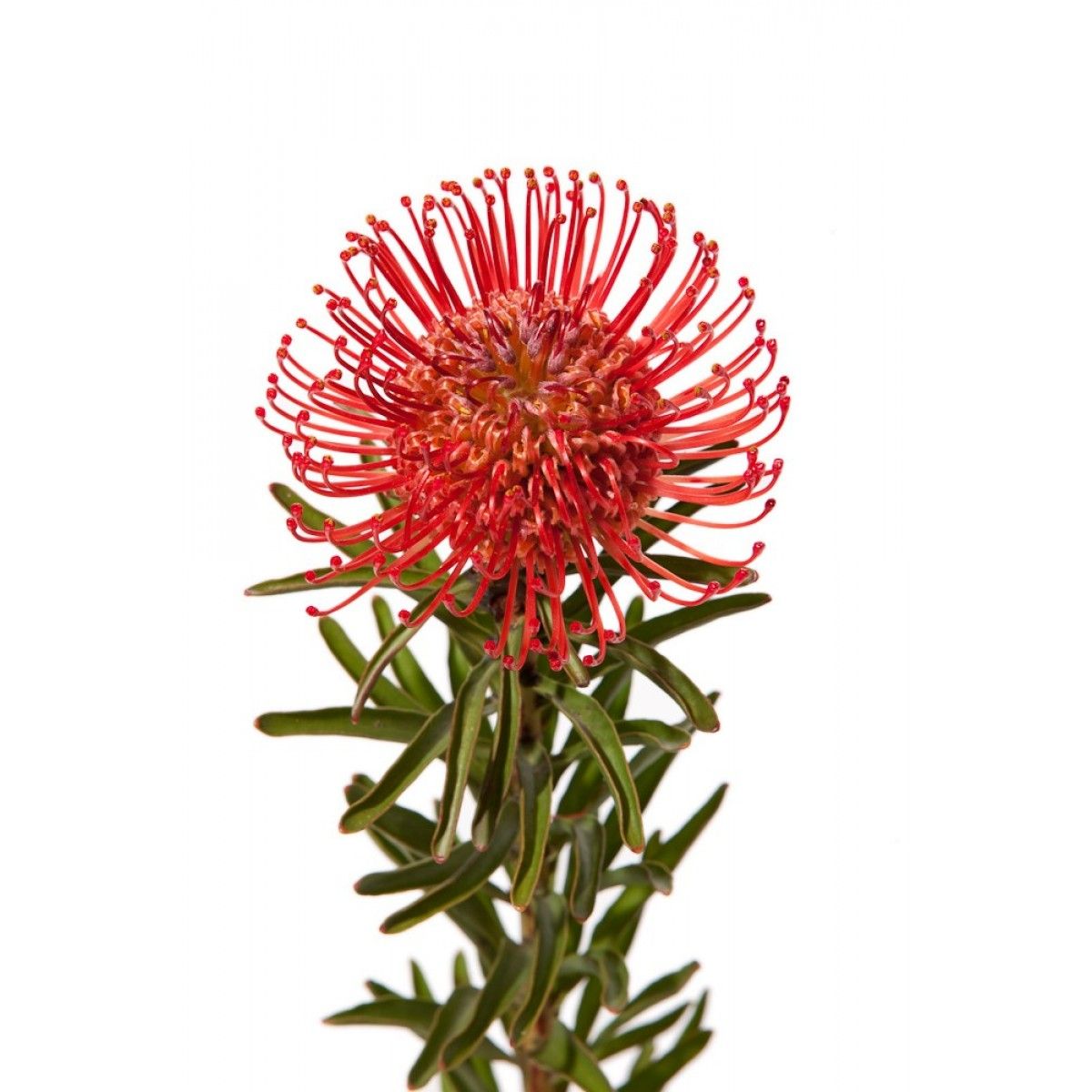 Protea Pincushion