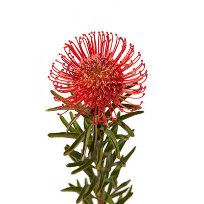 Protea Pincushion (1 Tallo)
