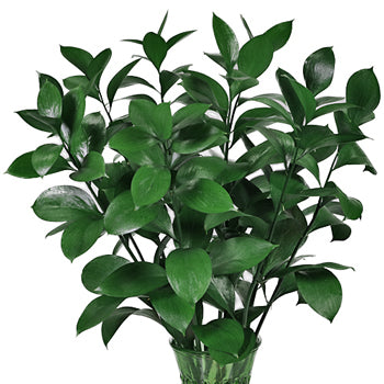 Ruscus - Rusco (10 tallos)