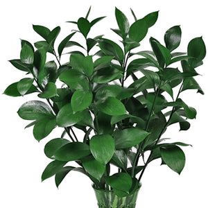 Ruscus - Rusco (10 tallos)
