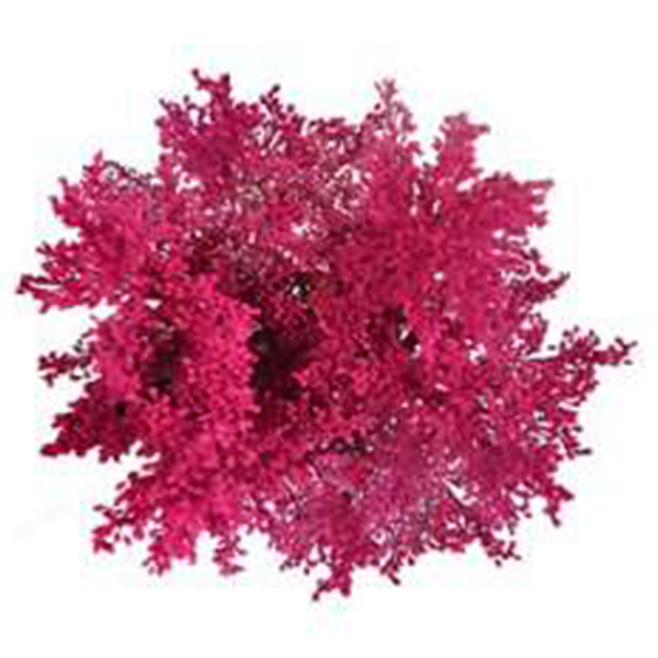 Fucsia