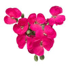 Fucsia