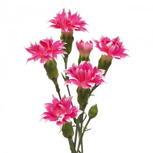 Rosado neón