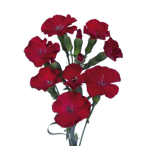 Dianthus solomio (10 tallos)