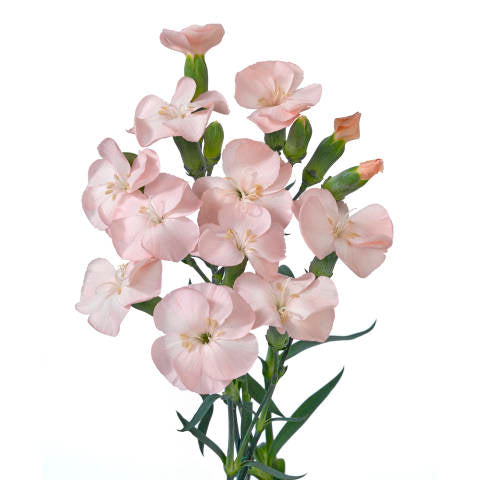 Rosado