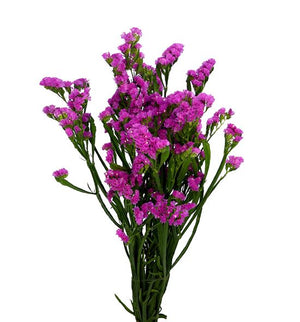 Fuscia