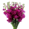 fucsia