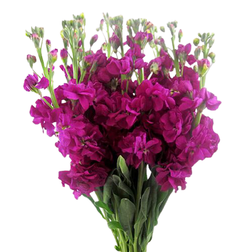 fucsia