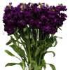 morado