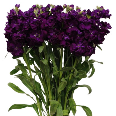 morado