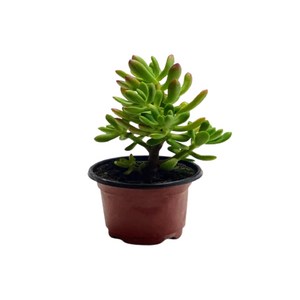 Suculenta 2