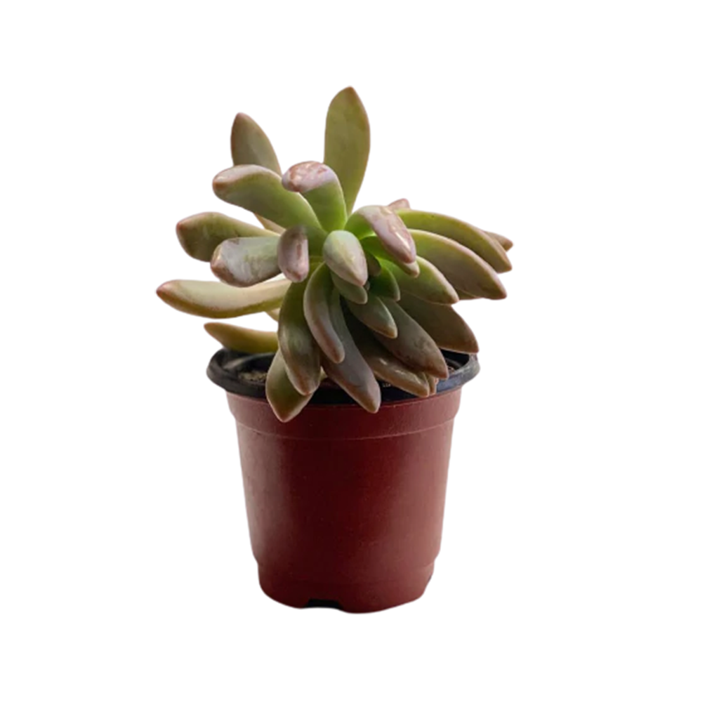 Suculenta 3