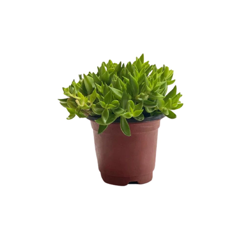 Suculenta 4