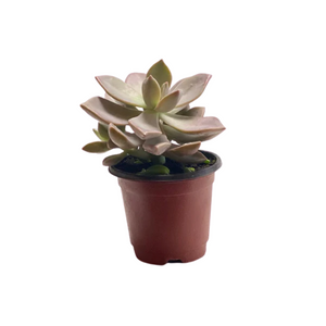 Suculenta 1